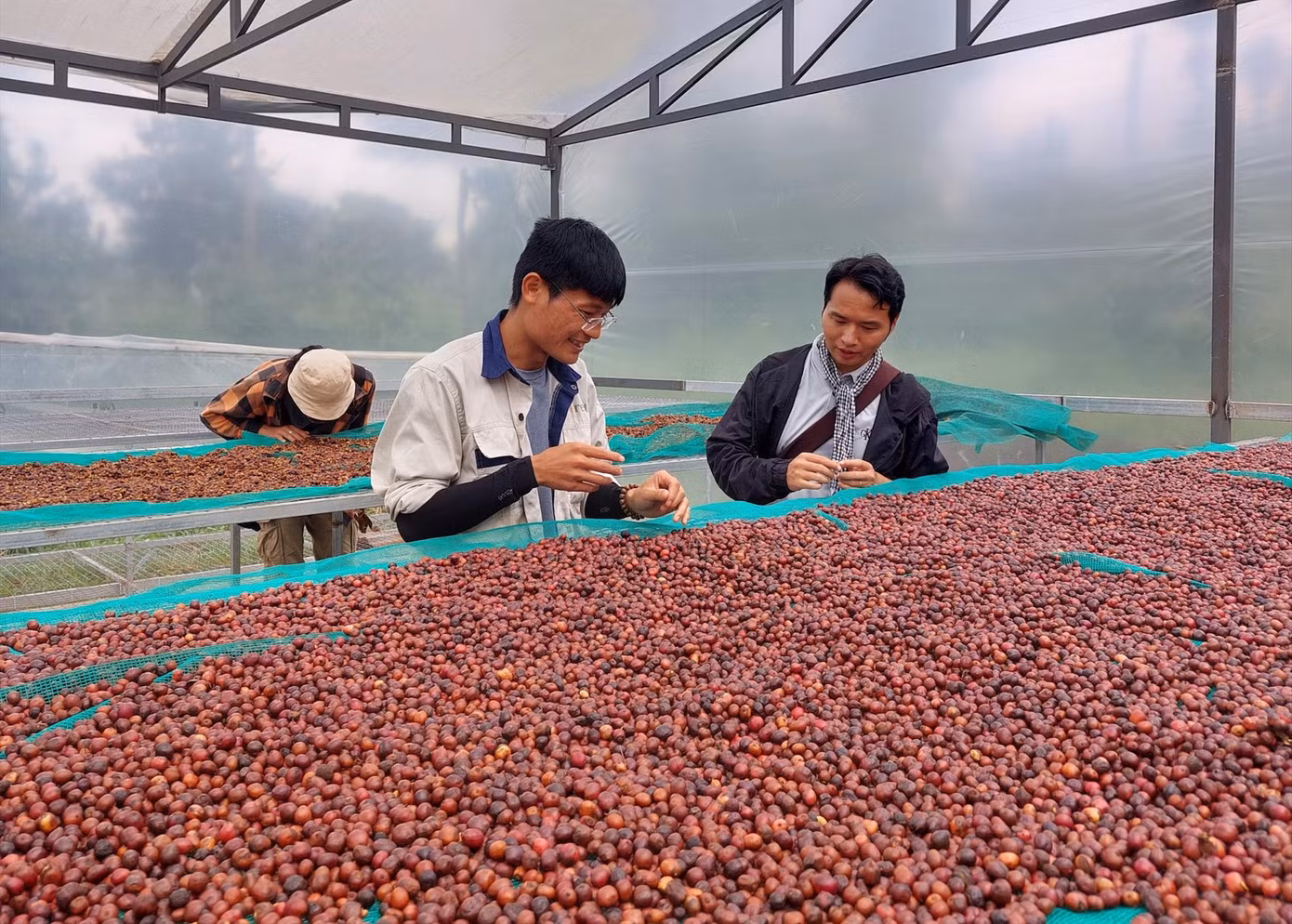 Những hạt cà phê được phơi trong nhà kính.