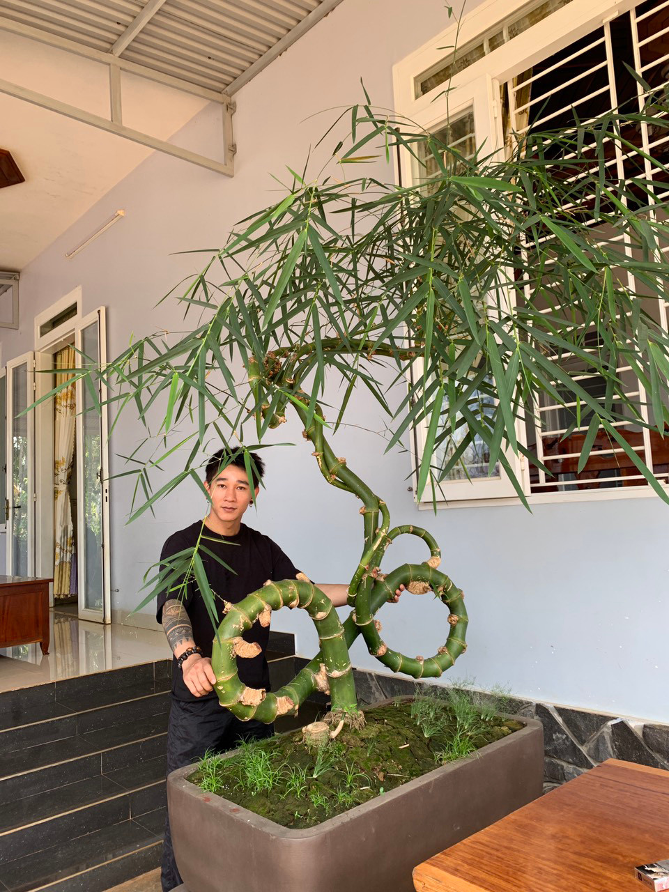 Cây tre vô cực sau khi Thọ mua về chăm sóc