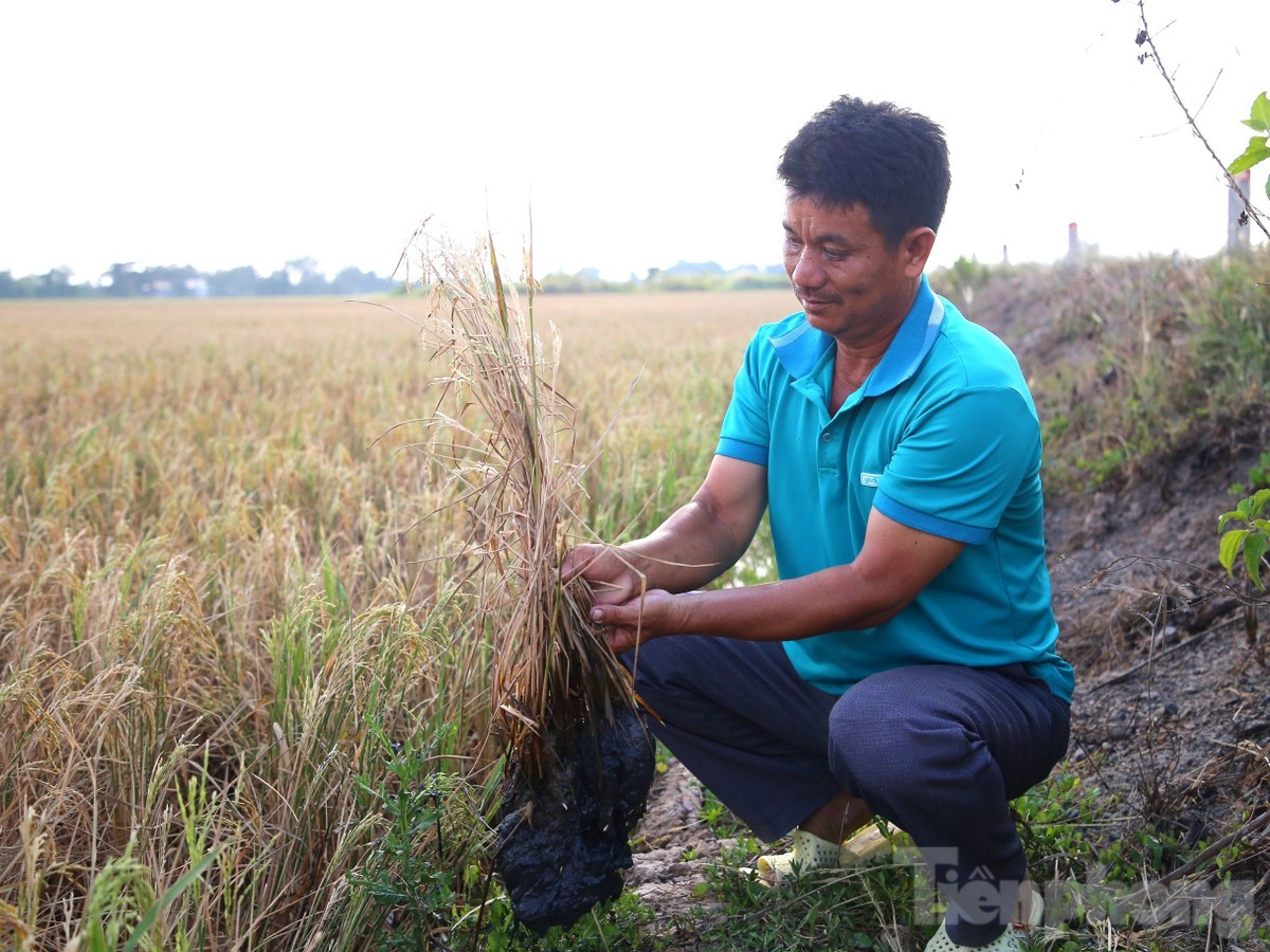 Giải pháp về phòng, chống tình trạng hạn hán, xâm nhập mặn sẽ là một trong những nội dung các ĐBQH chất vấn Bộ trưởng TN&amp;MT Đặng Quốc Khánh (Trong ảnh: người dân Sóc Trăng bên cánh đồng lúa bị nhiễm mặn). Ảnh: Nhật Huy