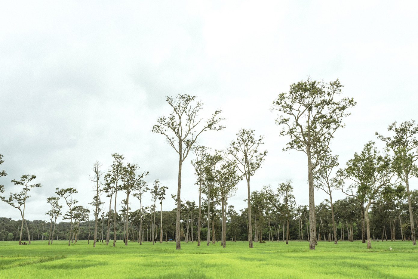 Cánh đồng cây dầu tại xã Tà Lài, một điểm đến của du khách khi đến huyện Tân Phú