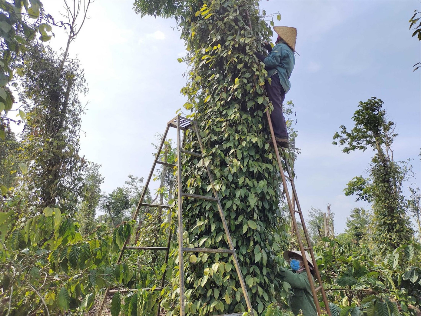 Người nông dân phải đứng trên thang thu hoạch hồ tiêu