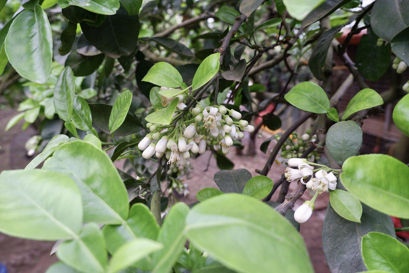 Những chùm hoa bưởi trắng phau tại vườn nhà anh Dũng. Ảnh: Việt Khôi Những chùm hoa bưởi trắng phau tại vườn nhà anh Dũng. Ảnh: Việt Khôi