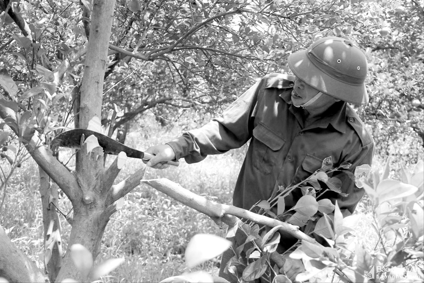 Người dân xã Minh Hợp, huyện Quỳ Hợp, Nghệ An chặt bỏ những gốc cam bị thoái hóa, nhiễm bệnh