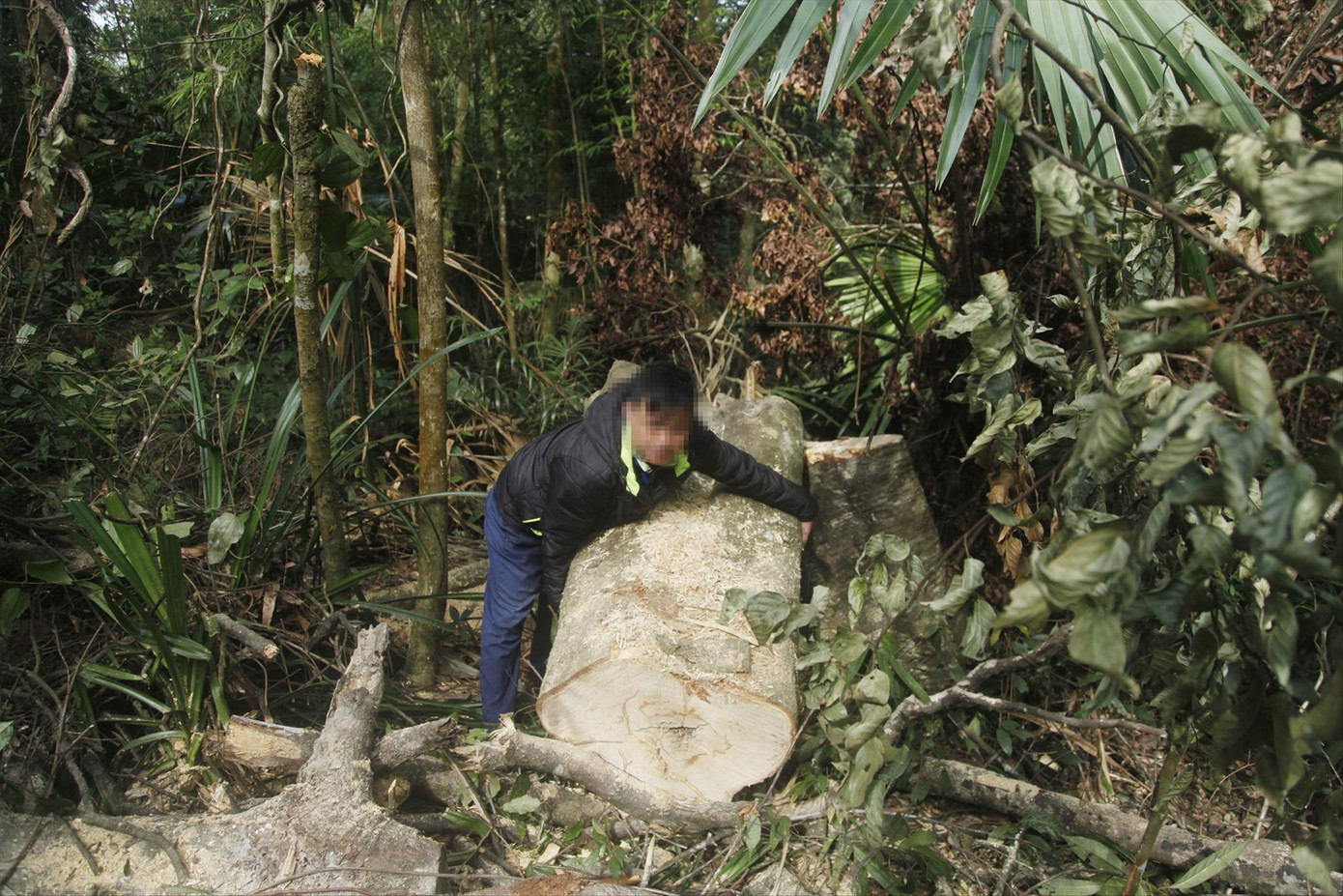 Nhiều cây gỗ rừng Tây Yên Tử thuộc địa bàn xã Thanh Luận (huyện Sơn Động, tỉnh Bắc Giang) bị lâm tặc chặt hạ to hơn 1 người ôm. Ảnh: Nguyễn Thắng