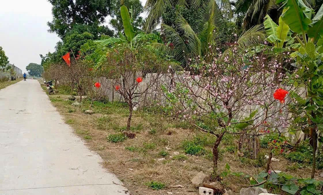 Rặng đào tái chế của đoàn xã Tân Phúc, Nông Cống, Thanh Hóa sau nhiều năm đều đã sống tốt và ra hoa đều