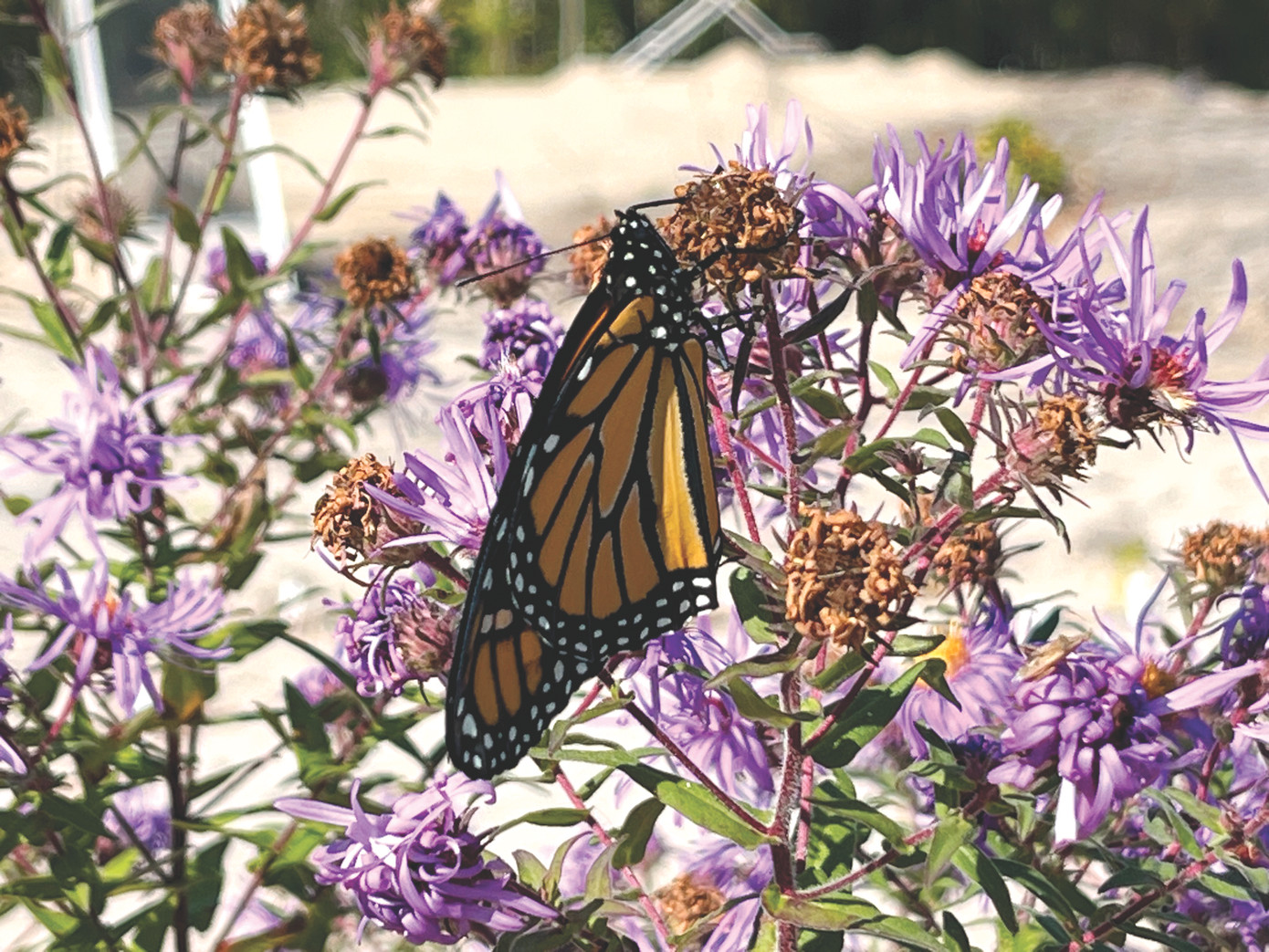 Loài bướm hiếm có trở lại đồi cát Pinhey