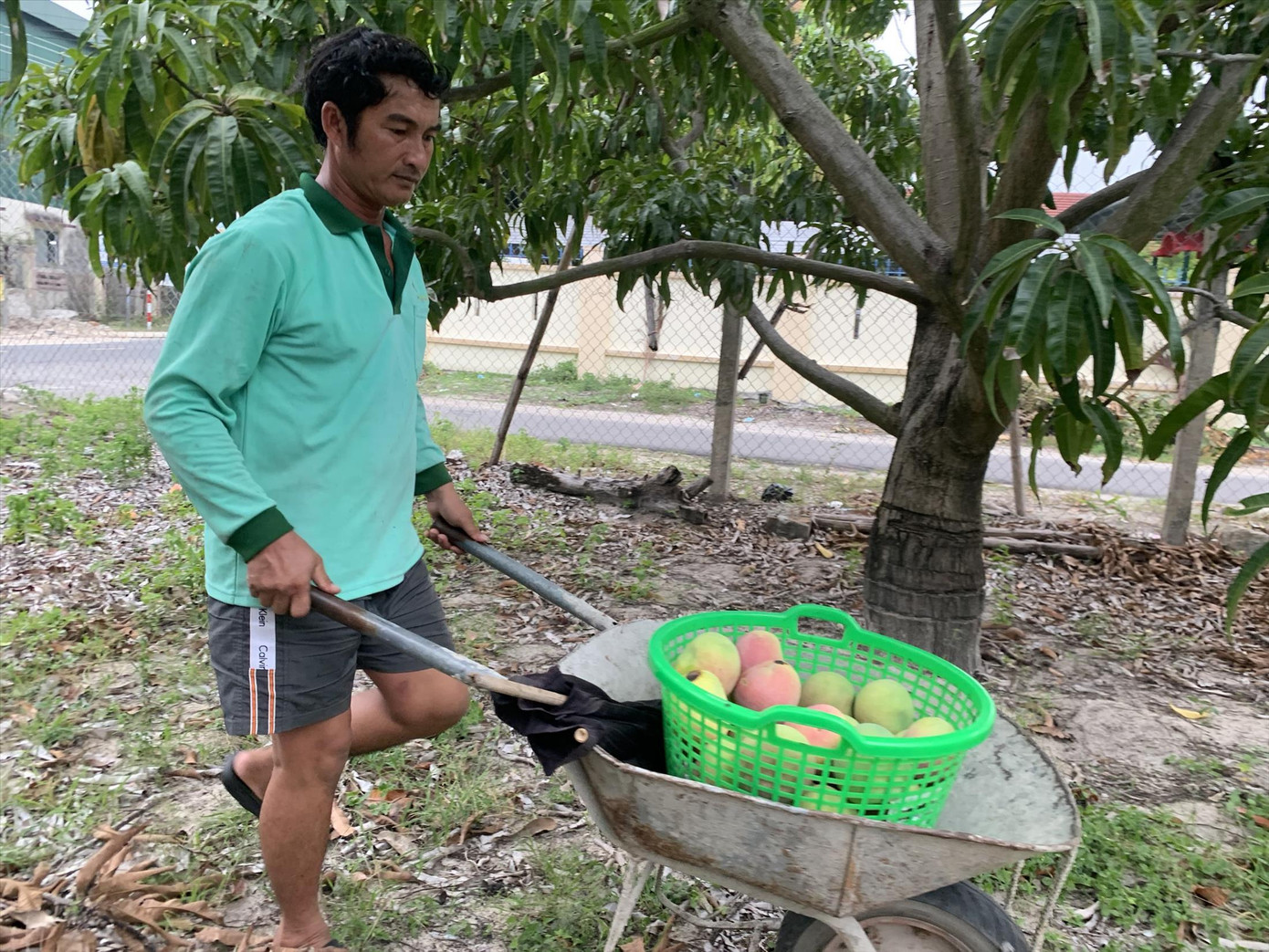 Anh Ðinh Phú Hưng cho rằng giá xoài 10 nghìn đồng/kg là không có lãi. Ảnh :THỤC HIỀN Anh Ðinh Phú Hưng cho rằng giá xoài 10 nghìn đồng/kg là không có lãi. Ảnh :THỤC HIỀN