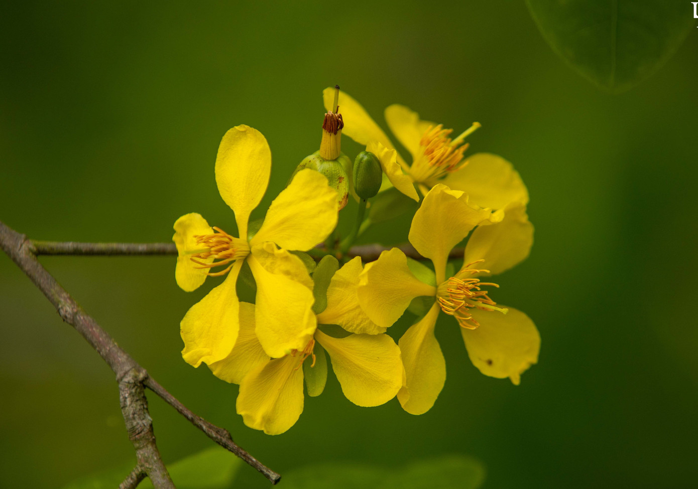 Hoa mai vàng có 5 cánh tượng trưng cho ngũ phúc (phúc, lộc, thọ, khang, ninh).
