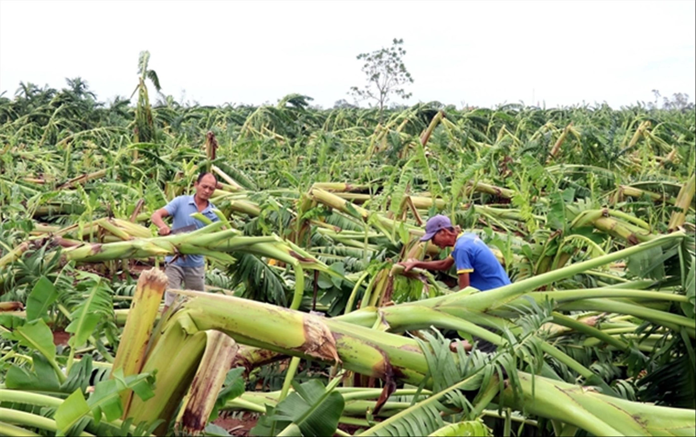 Người dân cần sự hỗ trợ khẩn cấp của Nhà nước và cộng đồng để vực dậy sau sản xuất