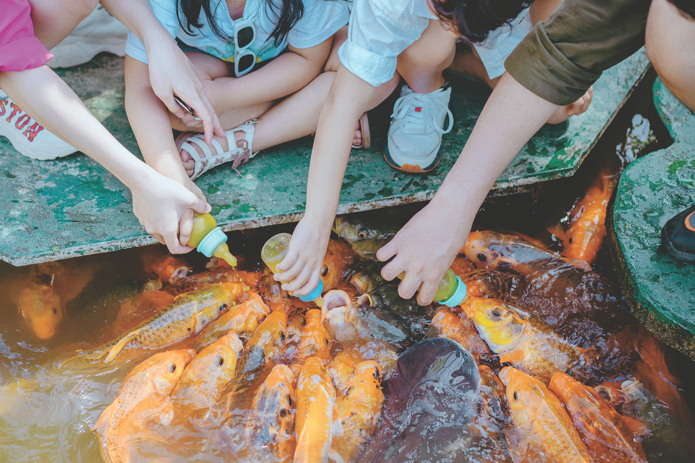 Trải nghiệm cho cá bú bình tại Yang Bay