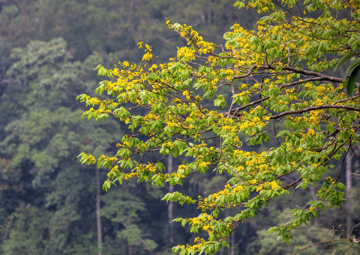 Những cây mai trong dáng nghiêng từ vách núi tỏa xuống tựa như dòng thác vàng.