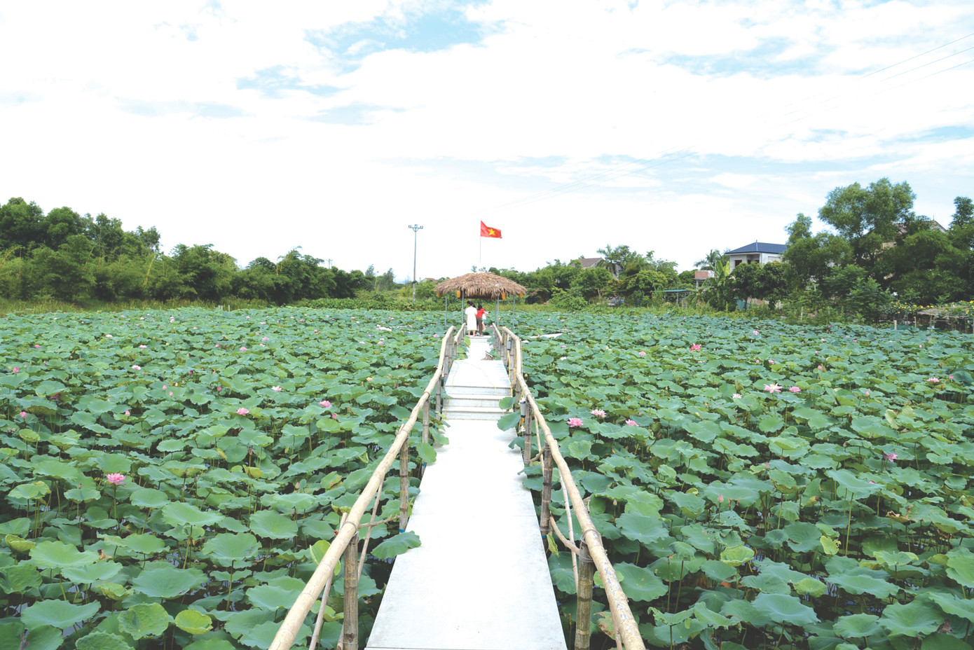 Những vùng đầm lầy hoang hóa vô giá trị giờ đây “biến” thành các ao sen lộng lẫy, không chỉ làm đẹp thành phố Hà Tĩnh mà còn kết tinh thành các sản phẩm có giá trị cung ứng trên thị trường