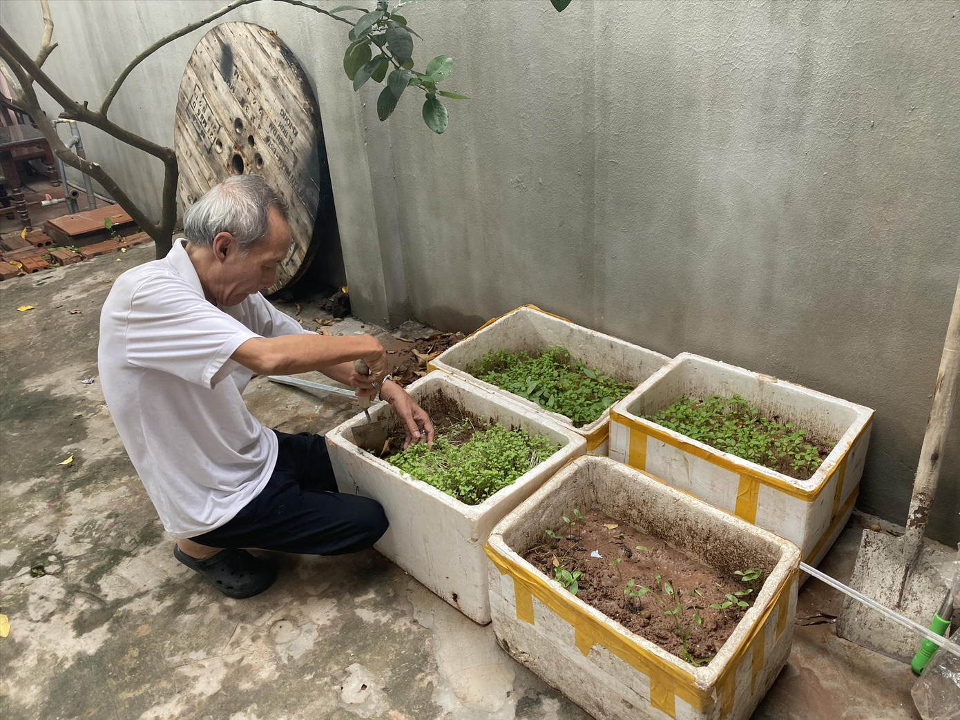 Các cụ trồng rau mỗi lúc có thời gian rảnh rỗi. Ảnh: Viết Hà Các cụ trồng rau mỗi lúc có thời gian rảnh rỗi. Ảnh: Viết Hà