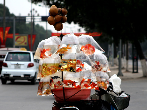 Cá chép loại nhỏ có giá từ 7000 đến 10.000 đồng/con