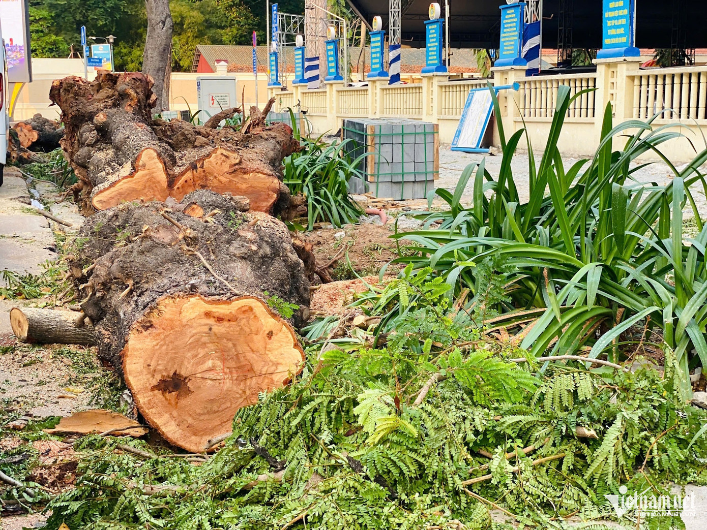 Cây xanh trước Cung Văn hoá Lao động cũng bị đốn hạ. Ảnh: TK. Cây xanh trước Cung Văn hoá Lao động cũng bị đốn hạ. Ảnh: TK.
