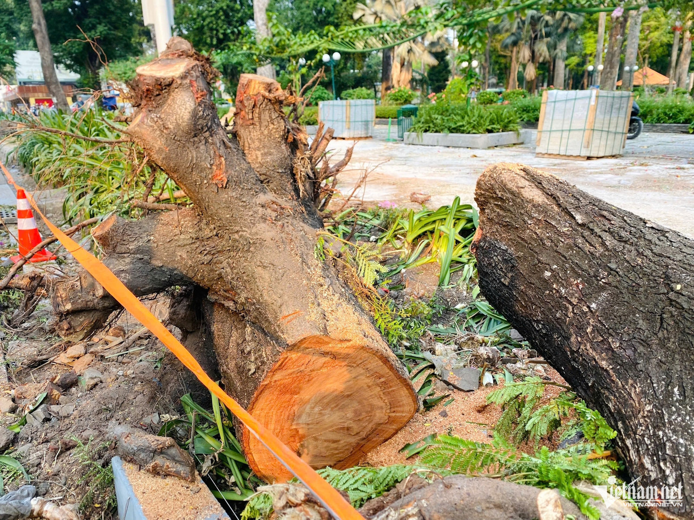 Nhiều cây lim xẹt trên vỉa hè đường Nguyễn Thị Minh Khai, đoạn qua khu vực công viên Tao Đàn bị đốn hạ. Ảnh: TK. Nhiều cây lim xẹt trên vỉa hè đường Nguyễn Thị Minh Khai, đoạn qua khu vực công viên Tao Đàn bị đốn hạ. Ảnh: TK.