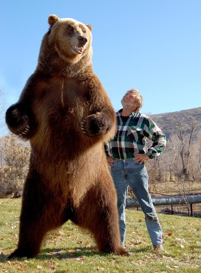 Chú gấu Bart the Bear II bên người chủ - ông Doug Seus (Ảnh: New York Post). Chú gấu Bart the Bear II bên người chủ - ông Doug Seus (Ảnh: New York Post).