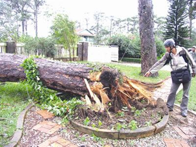 Cây thông cổ thụ rỗng ruột ngã đè chết người