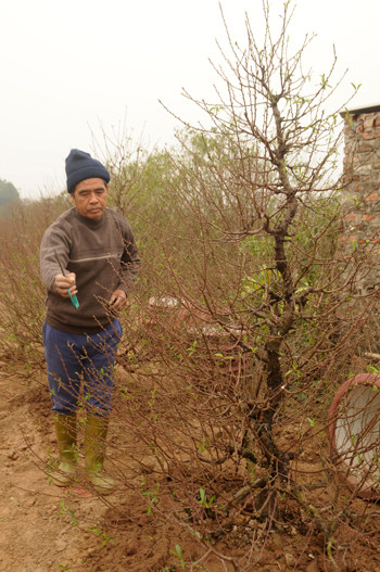 Ông Đỗ Văn Kim chăm sóc cho các cây đào. Ảnh: Tuấn Nguyễn