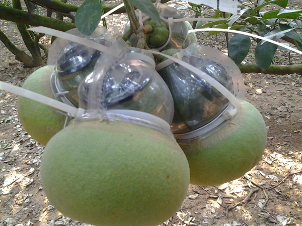 'Tỷ phú' bưởi hồ lô tung hàng 'độc' bán Tết ảnh 2