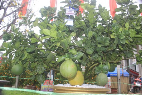 Mai, đào, quất… tấp nập xuống phố ảnh 6