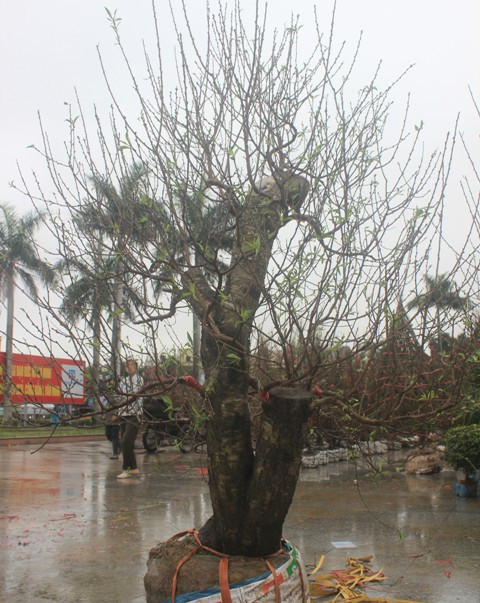 Mai, đào, quất… tấp nập xuống phố ảnh 5