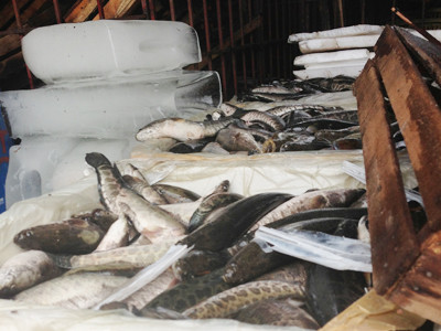 Số cá quả Trung Quốc bị thu giữ