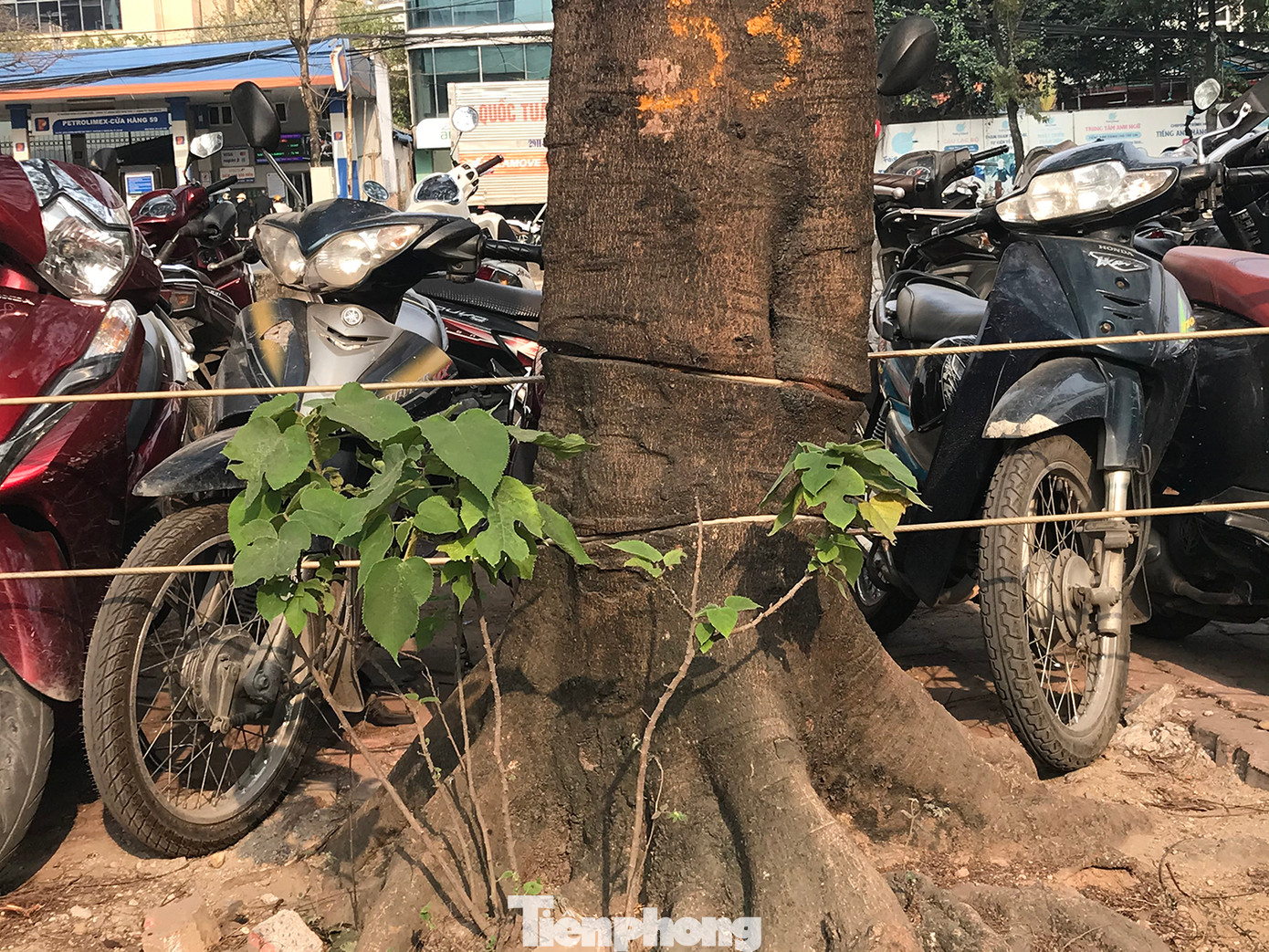 Dây cáp quây bãi đỗ xe đã hằn rất sâu vào thân cây xanh trên vỉa hè đường Tam Trinh. Ảnh: Trường Phong. Dây cáp quây bãi đỗ xe đã hằn rất sâu vào thân cây xanh trên vỉa hè đường Tam Trinh. Ảnh: Trường Phong.