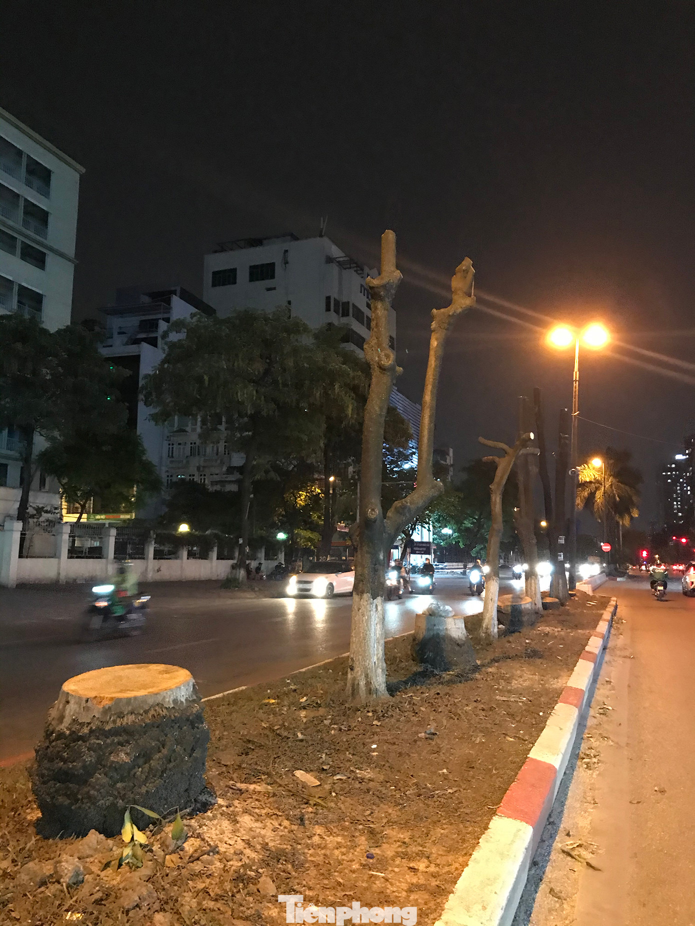 Đáng chú ý, nhiều cây cau vua nhiều năm tuổi ở dải phân cách giữa đường Kim Đồng bị cắt đến tận gốc chứ không đánh chuyển. Ảnh: Trường Phong.