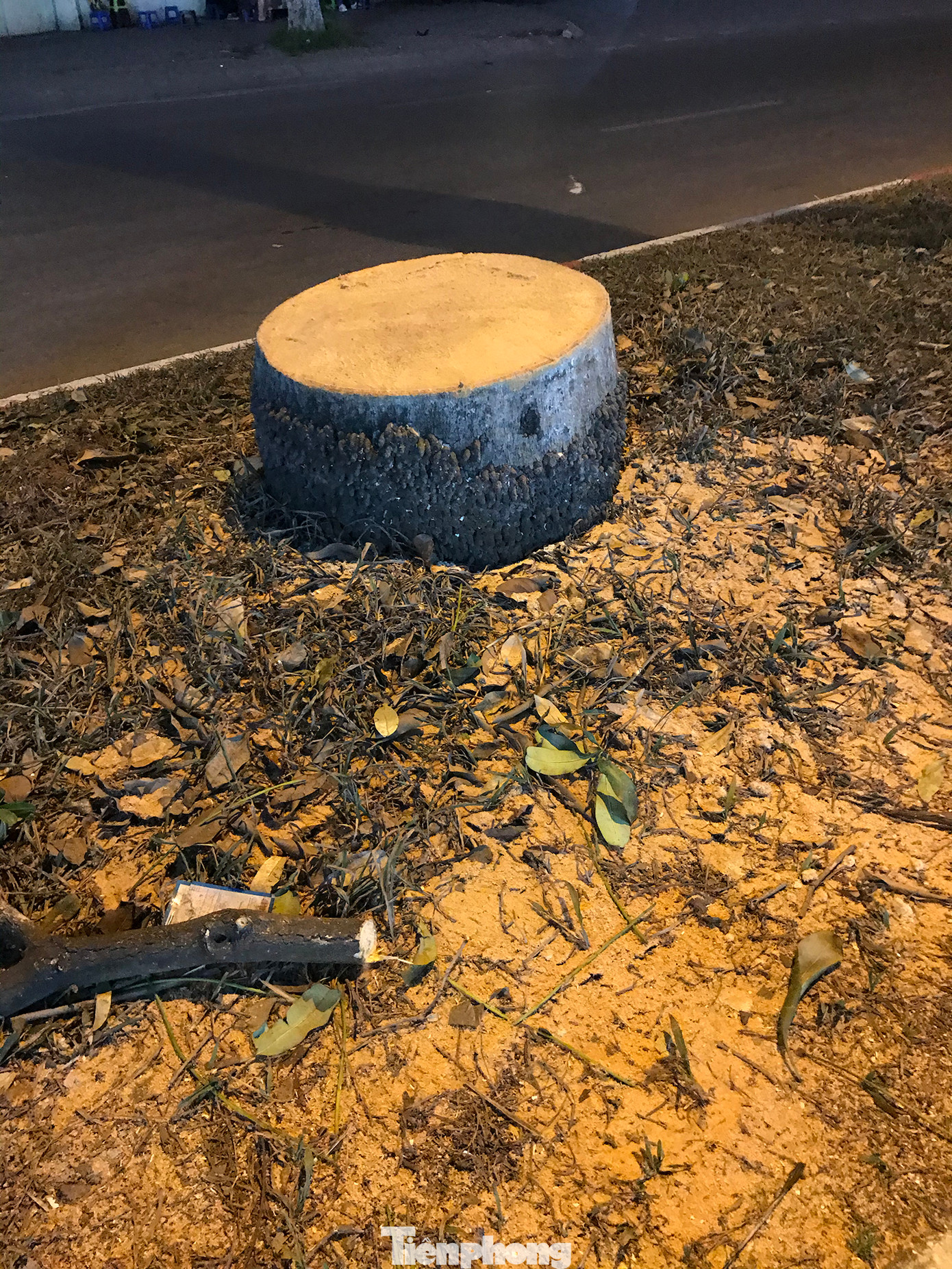 Vết cưa rất ngọt, để lại nhiều bụi gỗ. Ảnh: Trường Phong.