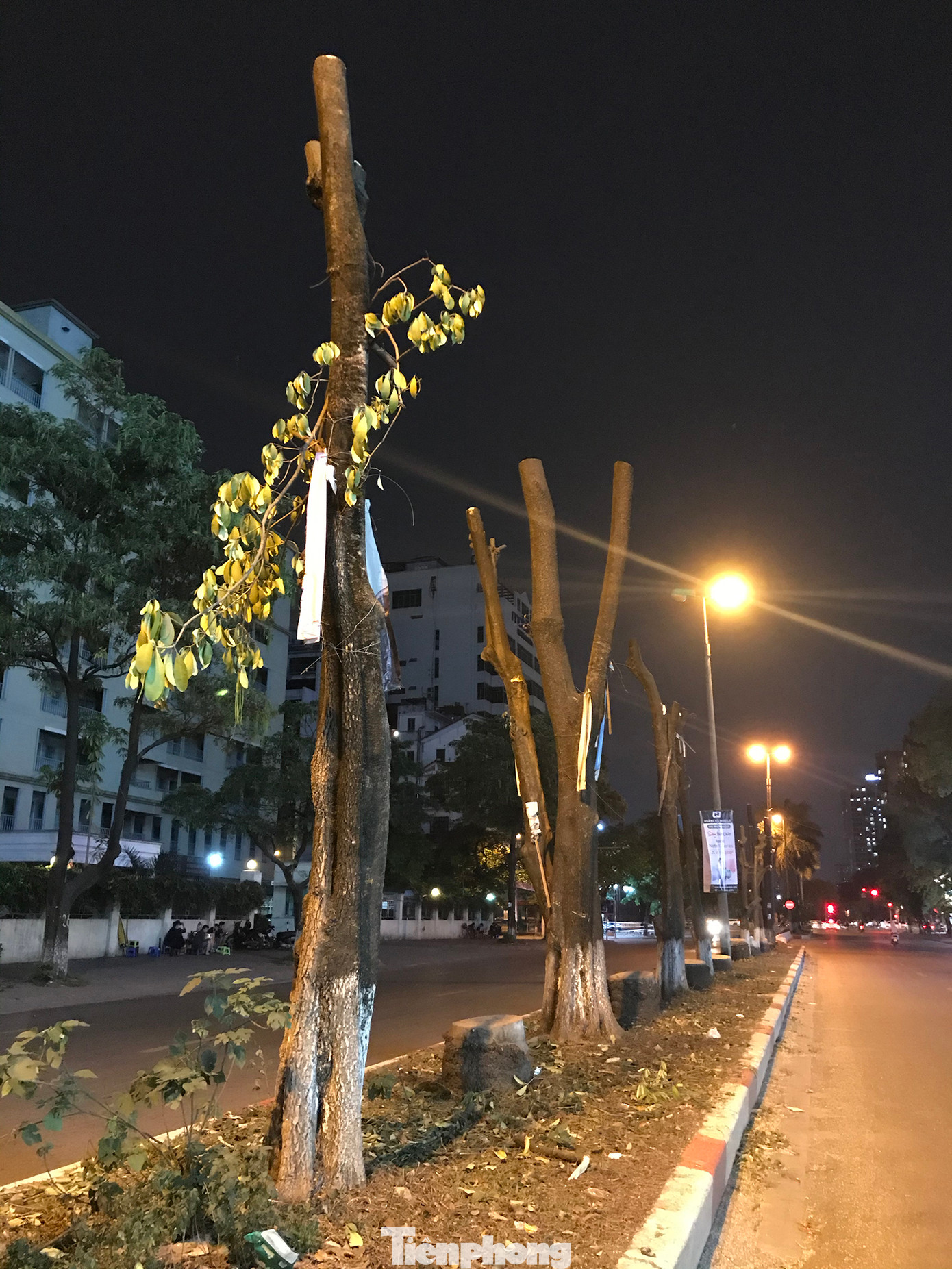 Theo ghi nhận của phóng viên, những cây xanh bị cắt ngọn, chặt cành này chủ yếu gồm hoa sữa, hoa ban. Ảnh: Trường Phong.