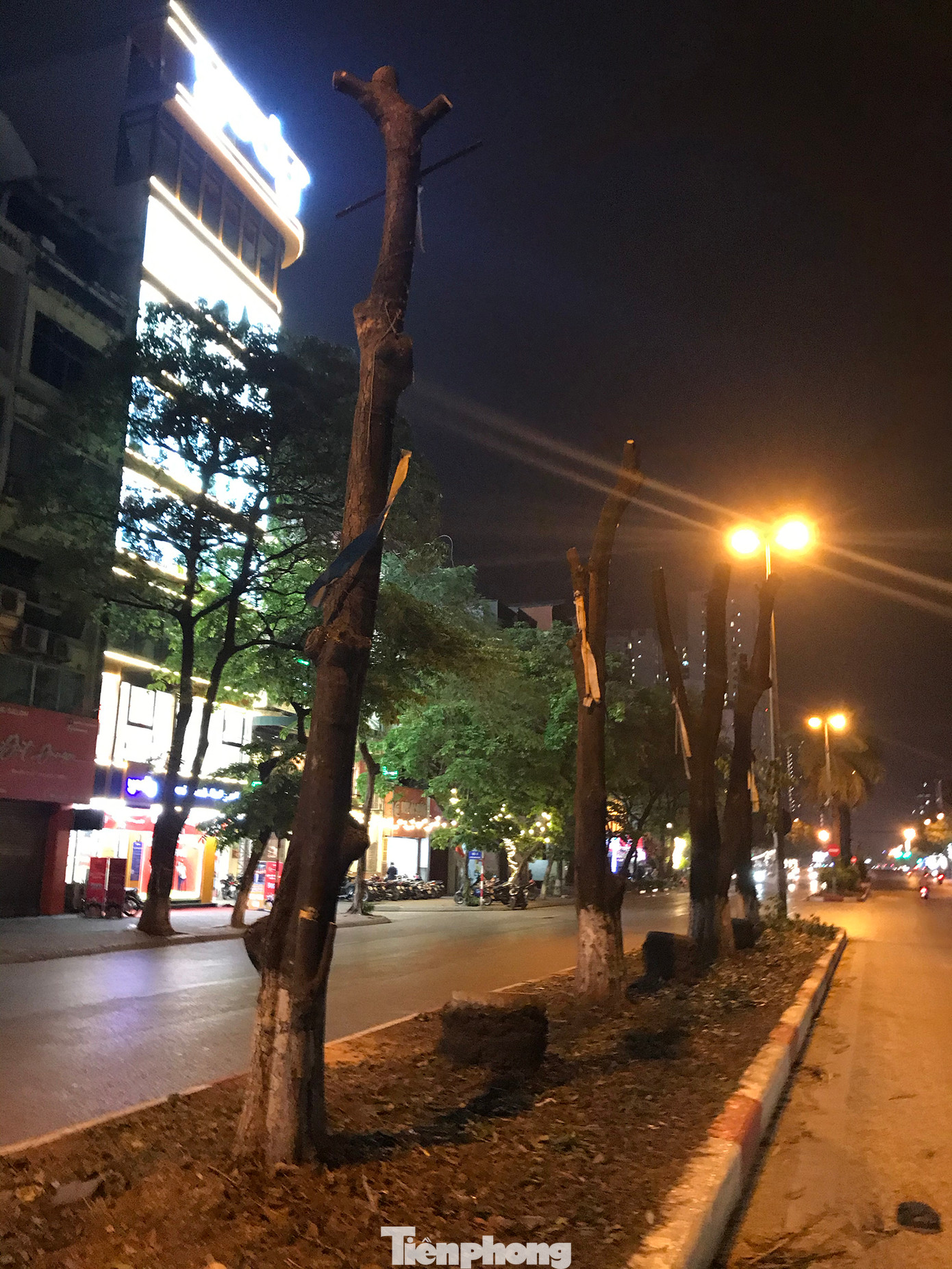 Nhưng mấy ngày qua đều bị cắt cụt ngọn và chặt hết cành. Ảnh: Trường Phong.