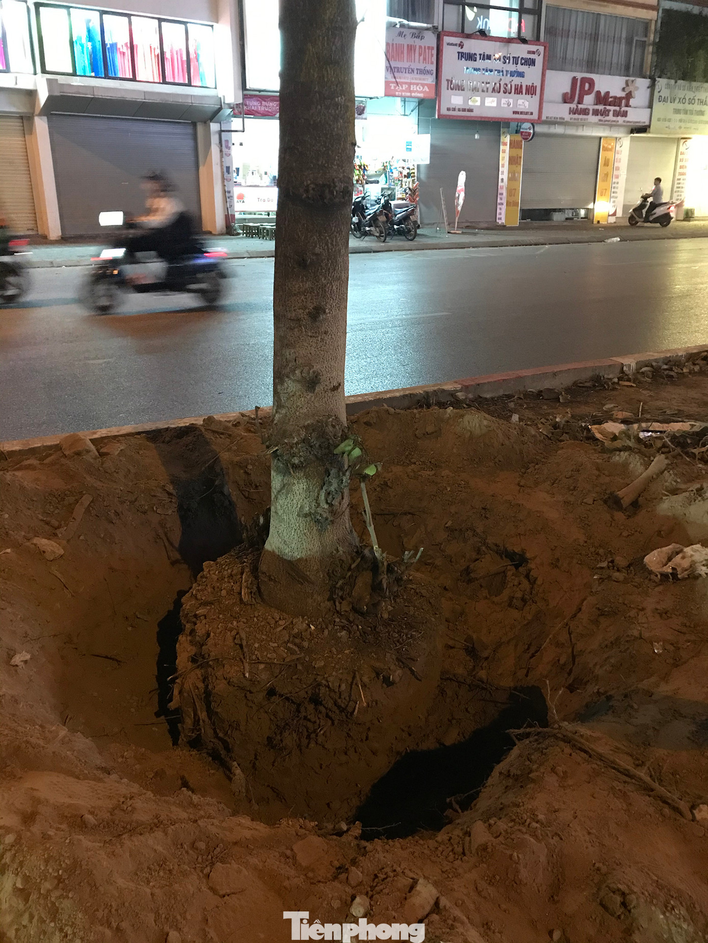 Nhiều cây đã được đào gốc, sẵn sàng di chuyển đi nơi khác. Ảnh: Trường Phong.