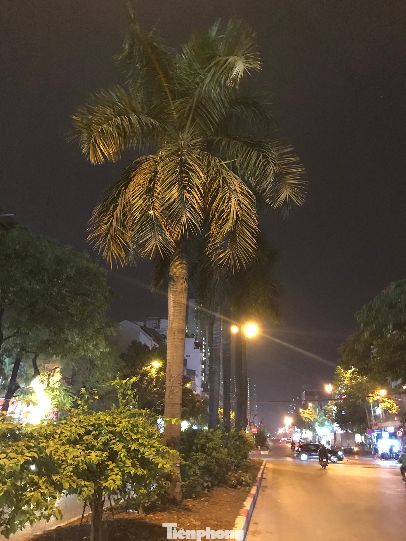 Một số cây cau vua trên dải phân cách giữa đường Kim Đồng chưa bị chặt hạ. Ảnh: Trường Phong.