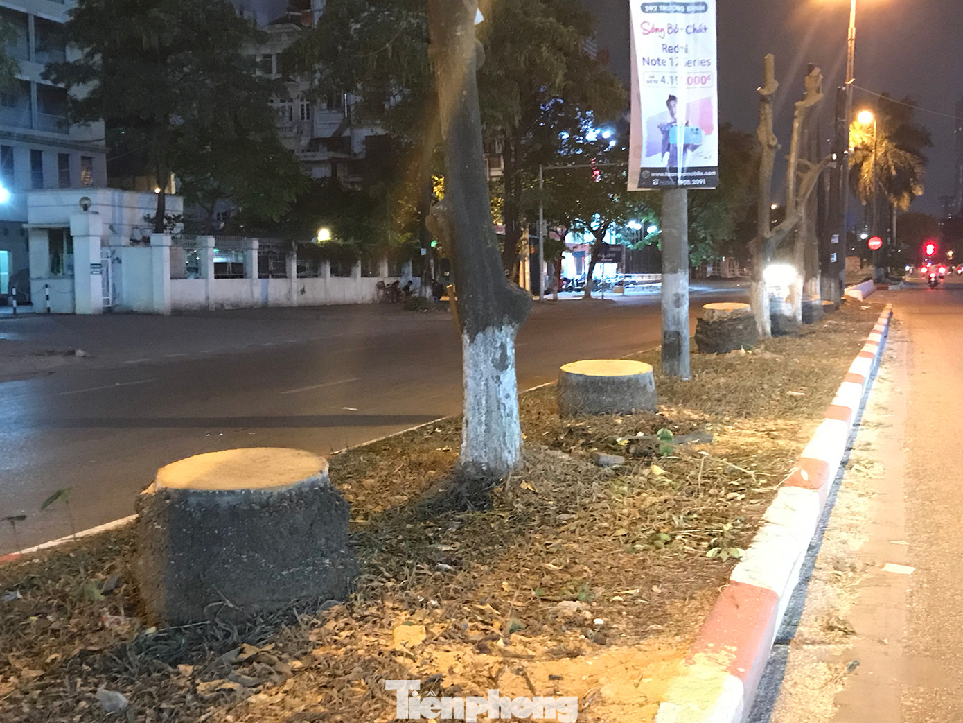 Những cây cau vua này có đường kính rất lớn, đã được trồng nhiều năm, và không có vẻ gì là đã chết. Ảnh: Trường Phong.