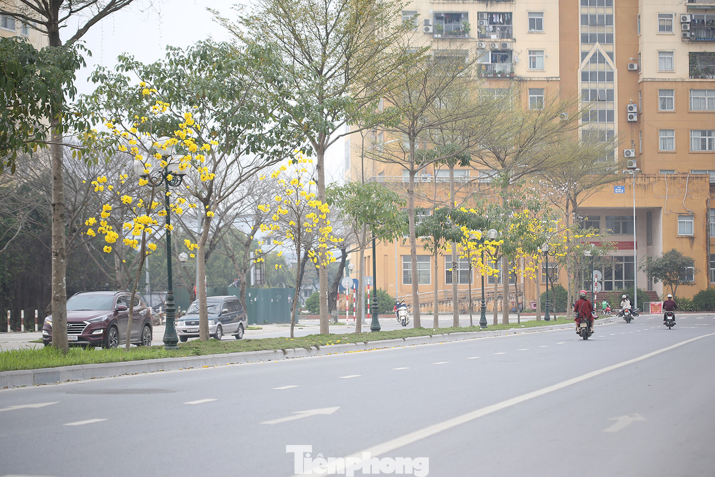 Tuy hàng cây còn nhỏ, trồng xen kẽ, nhưng hoa nở nhiều và rực rỡ.