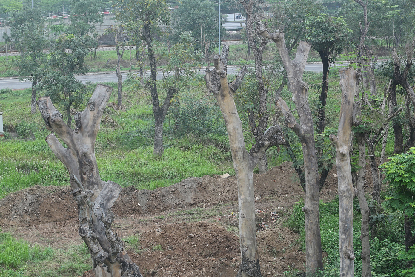 Người yếu bóng vía có lẽ không dám bước vào vườn cây này, bởi khu vực còn khá hoang sơ, nhiều cỏ dại và cây chết. Ảnh: Duy Phạm.