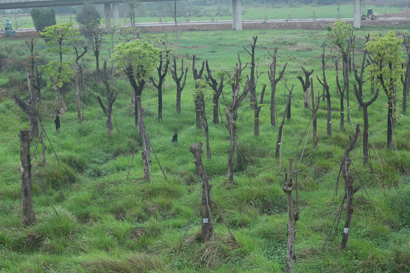 Hàng loạt cây cổ thụ chết khô nhiều năm nay. Ảnh: Duy Phạm.