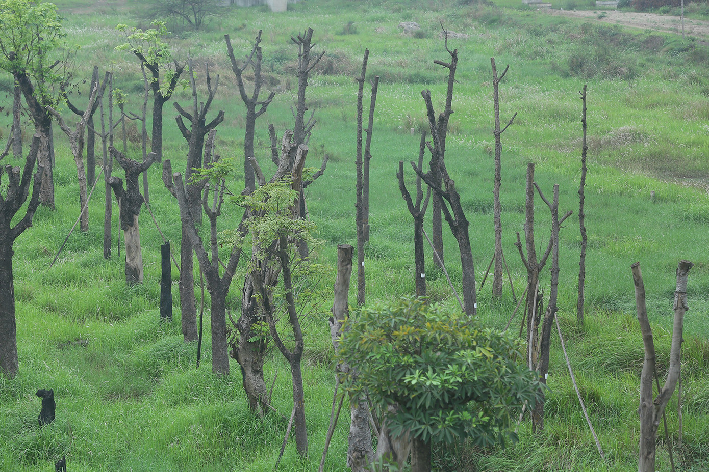 Trước đây, lãnh đạo UBND thành phố Hà Nội từng thông tin, để đánh chuyển, trồng lại một số cây cổ thụ thực ra còn tốn kém hơn nhiều so với trồng cây mới. Ảnh: Duy Phạm.