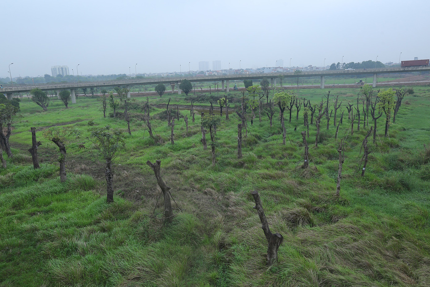 Khoảng 5 - 7 năm trước đây, nhiều cây cổ thụ đánh chuyển từ một số dự án giao thông của Hà Nội về trồng ở khu đất trống quanh nút giao Quốc lộ 5 - cầu Thanh Trì, nhưng đến nay, hầu hết cây không sinh trưởng, phát triển. Ảnh: Duy Phạm.