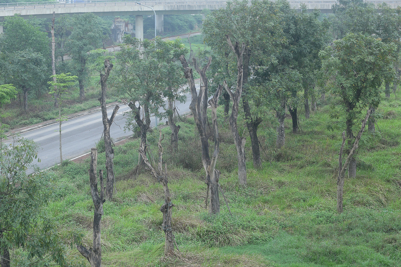 Theo ghi nhận của phóng viên, có một số cây sau khi đánh chuyển đã sinh trưởng, phát triển, mọc chồi, ra lá, nhưng chiếm tỷ lệ nhỏ so với các cây bị chết khô. Ảnh: Duy Phạm.