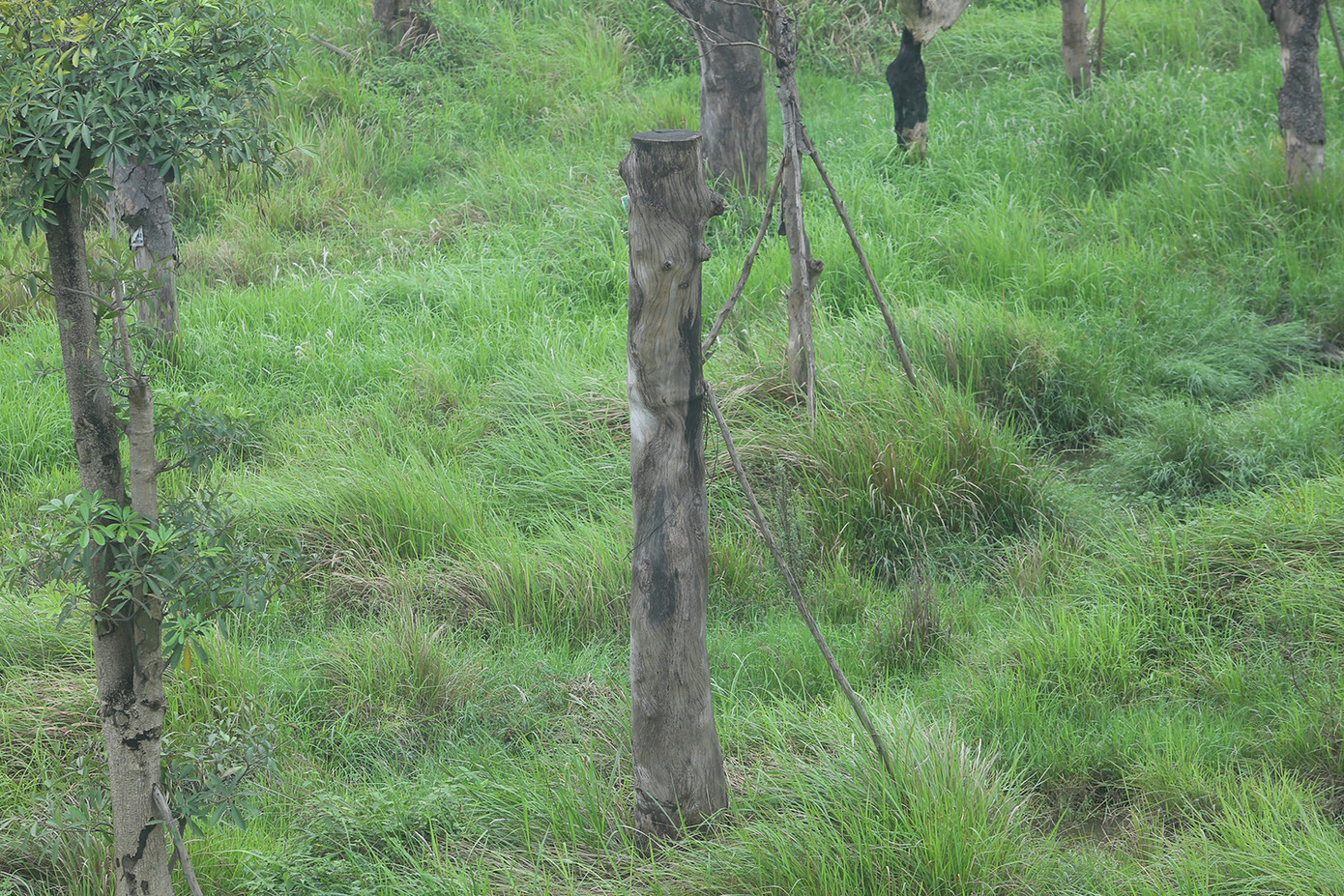 Nhiều cây cổ thụ đường kính khá lớn chết khô nhiều năm nay. Ảnh: Duy Phạm.