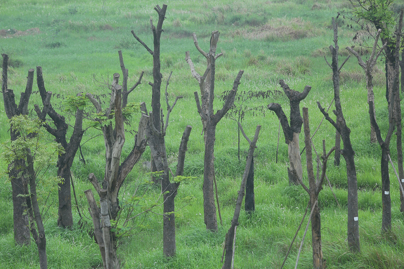 Hàng cây cổ thụ chết khô, mốc đen sau nhiều năm, giống bối cảnh trong nhiều bộ phim kinh dị. Ảnh: Duy Phạm.