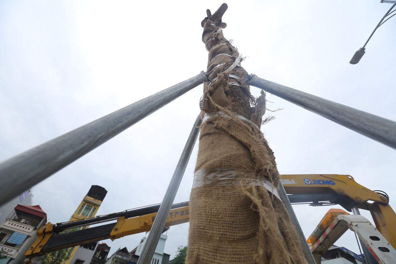 Xung quanh thân cây cũng được bọc các tấm giữ ẩm cho cây để kích thích sự phát triển. Ảnh: Duy Phạm.