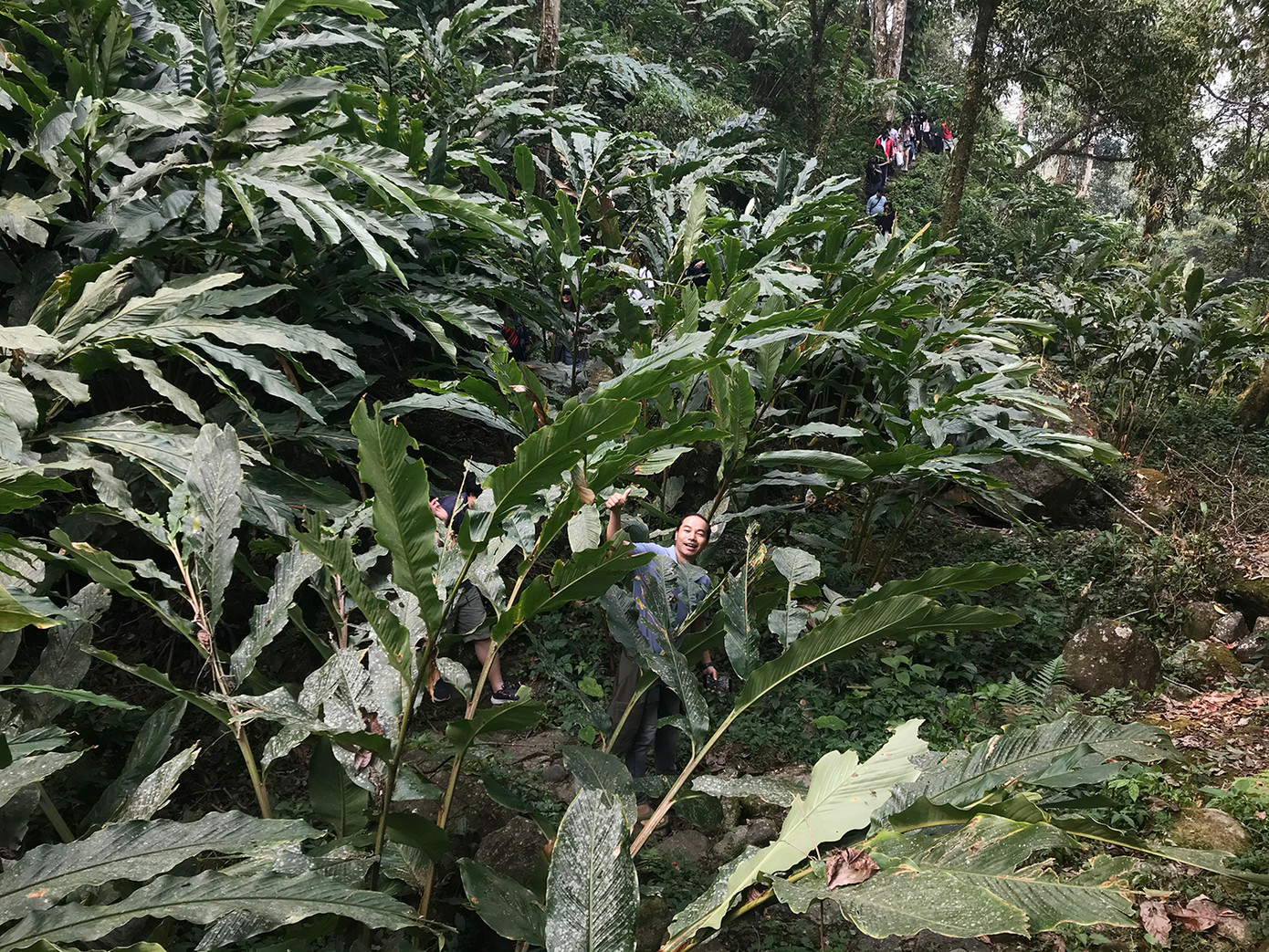 Dọc đường đi, du khách sẽ đi qua các khu rừng già, với những nương thảo quả xanh ngát.