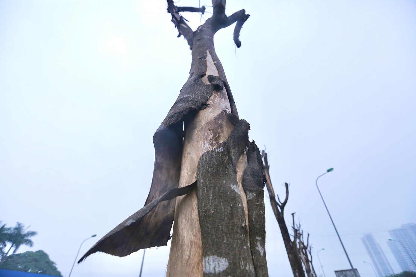 Nhiều người dân cho rằng, đơn vị đánh chuyển, trồng lại các cây xanh này đã thiếu trách nhiệm, không chăm sóc, để cây chết khô. Ảnh: Duy Phạm.