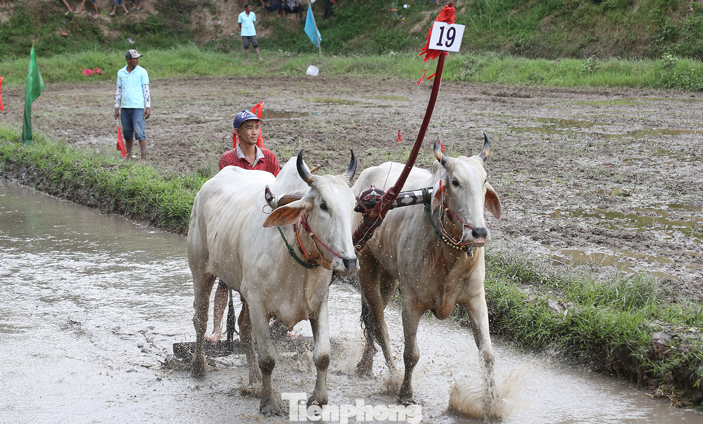 Đôi bò số 19 của anh Phúc khi thi đấu. Đôi bò số 19 của anh Phúc khi thi đấu.