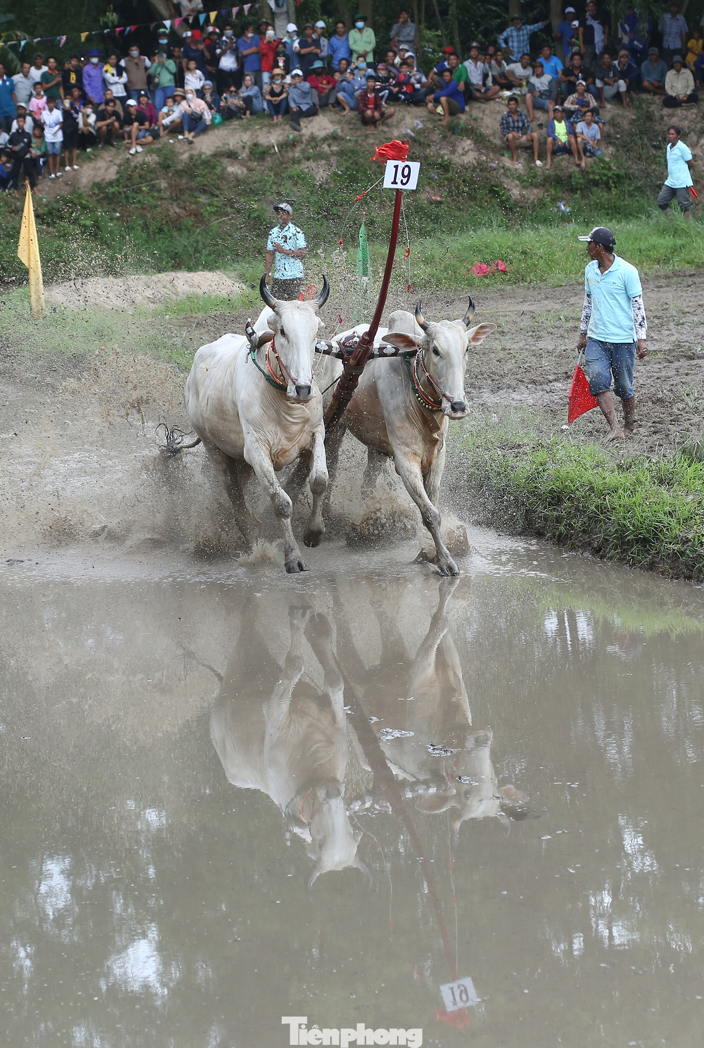 Đôi bò số 19 của anh Phúc trên đường đua. Ảnh: Trường Phong. Đôi bò số 19 của anh Phúc trên đường đua. Ảnh: Trường Phong.