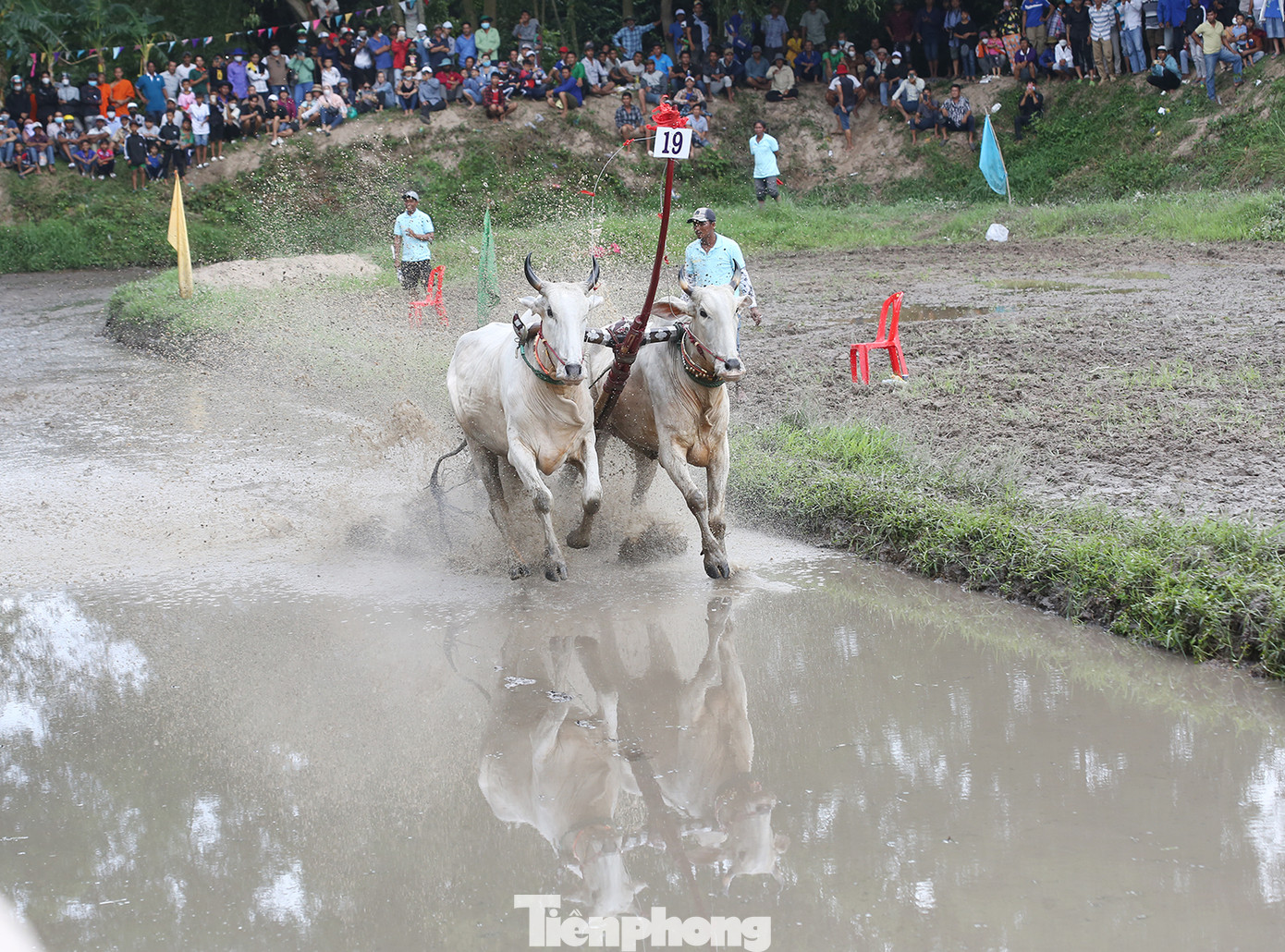 Đôi bò số 19 trên đường về đích. Đôi bò số 19 trên đường về đích.