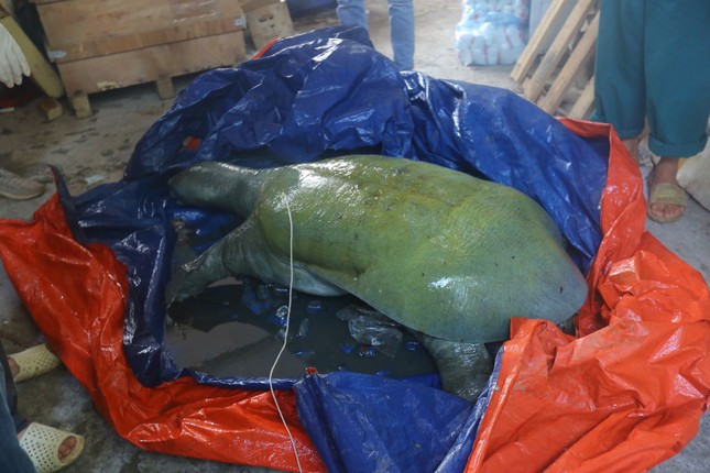 Hà Nội đang lên phương án bảo quản xác rùa hồ Đồng Mô vừa chết. Ảnh: PV.